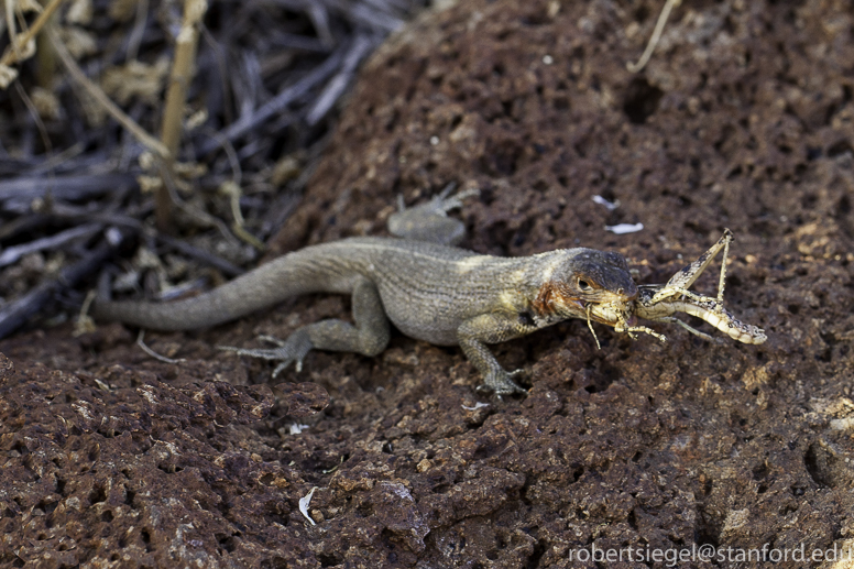 galapagos